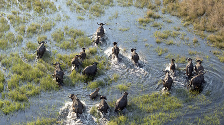 Namibie : une centaine de buffles noyés en fuyant des lions dans la rivière Chobe