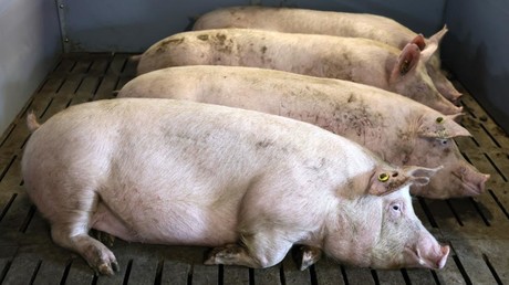 Une start-up japonaise va élever des porcs clonés pour produire des organes humains dès 2027