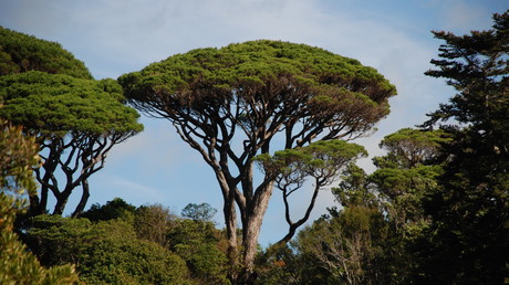 Nématode du pin détecté en France pour la première fois