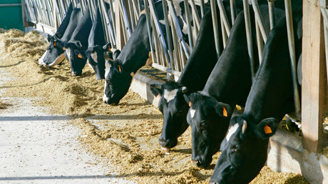 Le Maroc figure parmi les principaux importateurs d’aliments pour bétail produits par la Russie