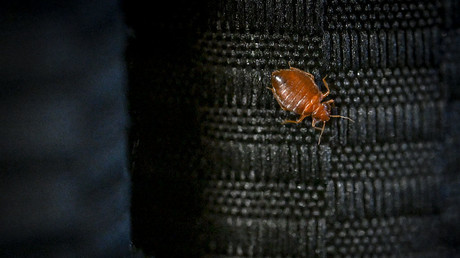 La France accuse la Russie de déstabiliser le pays avec… des punaises de lit