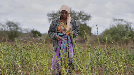 Kenya : la justice juge inconstitutionnelle une loi interdisant le partage des semences locales