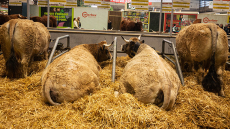 Dermatose nodulaire en France : aucun bovin au salon de l’agriculture 2026
