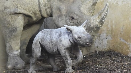 Biodiversité : le Tchad prépare le retour du rhinocéros noir au parc national de Zakouma