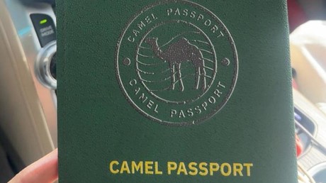 L’Arabie saoudite annonce des passeports pour les 2,2 millions de chameaux du royaume
