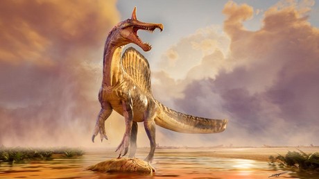 Une nouvelle espèce de dinosaure découverte au Niger