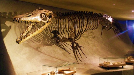 Maroc : découverte d’un nouveau mosasaure géant, baptisé Pluridens imelak