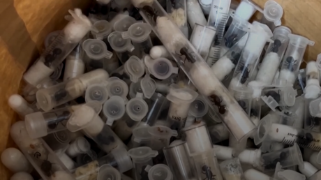 Kenya : un Chinois arrêté à l’aéroport avec plus de 2 200 fourmis vivantes