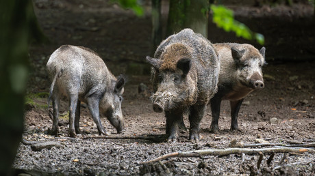 Pollution nucléaire en Allemagne : près de 3 000 sangliers radioactifs abattus en 2025