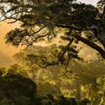 Climat : les forêts africaines basculent de puits de carbone à sources de CO₂