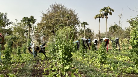 Burkina Faso : un programme agricole pour relancer les zones reconquises