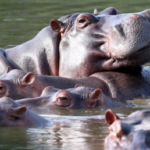 Le Zoo de Moscou lance une campagne pour sauver les hippopotames de Pablo Escobar menacés d’euthanasie en Colombie