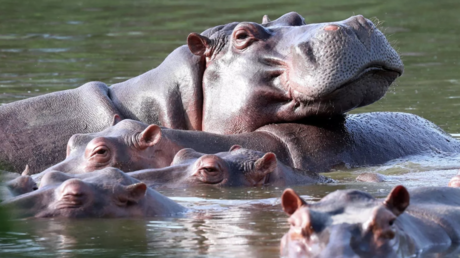 Le Zoo de Moscou lance une campagne pour sauver les hippopotames de Pablo Escobar menacés d’euthanasie en Colombie