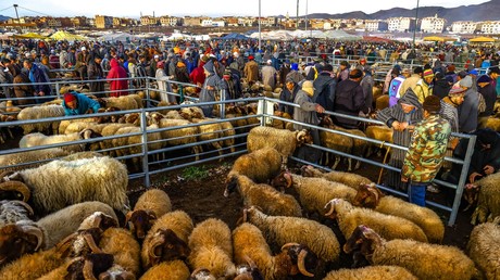 Maroc : Le sacrifice du mouton autorisé mais très onéreux pour l’Aïd al-Adha