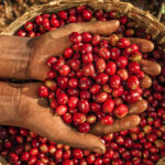 Exportations de café : l'Éthiopie ambitionne de doubler ses 3 milliards de dollars de revenus en cinq ans