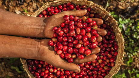 Exportations de café : l'Éthiopie ambitionne de doubler ses 3 milliards de dollars de revenus en cinq ans