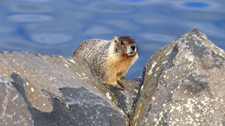 Des marmottes sur OnlyFans, ou la trouvaille insolite de scientifiques pour financer leurs recherches