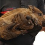 «La France brûle» : l’exécutif appelé à interdire la chasse pour «trois ans minimum» dans les massifs touchés par les incendies