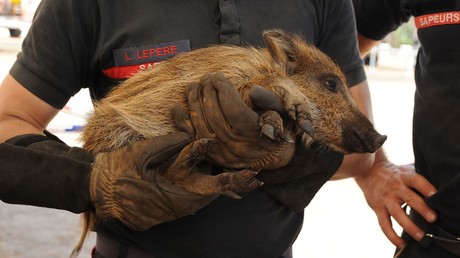 «La France brûle» : l’exécutif appelé à interdire la chasse pour «trois ans minimum» dans les massifs touchés par les incendies