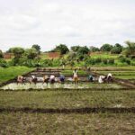 Burkina Faso : l'offensive agropastorale et halieutique dépasse les objectifs du gouvernement