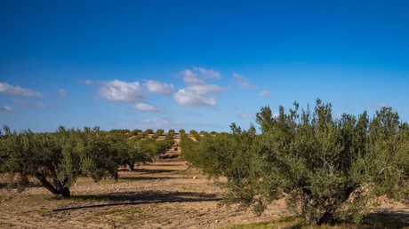 La Tunisie accélère ses exportations d’huile d’olive